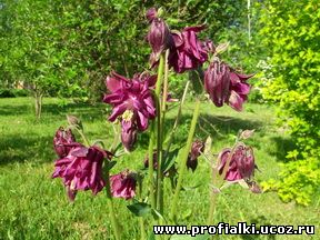 http://profialki.ucoz.ru/photo/sadovye_rastenija/akvilegija_barlow_black/3-0-331